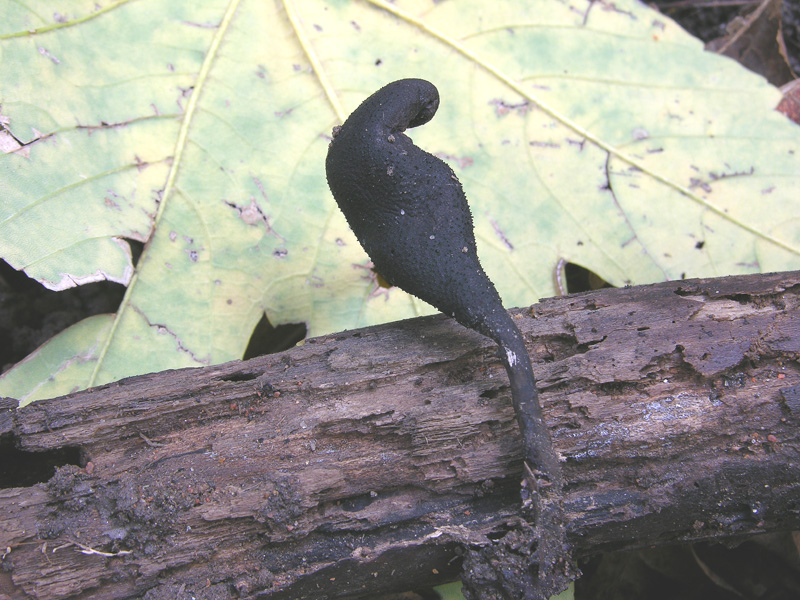 Xylaria longipes